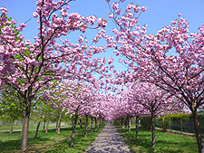 Sakurablüte am Mauerweg / Bornholmer Straße